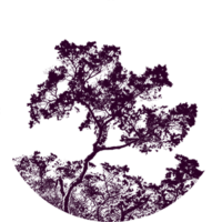 arbre_violet