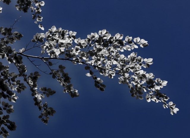 politique-monetaire-bce